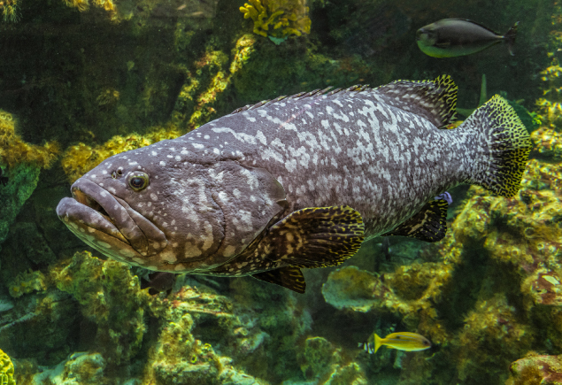 A wild giant grouper fish is swimming under the sea